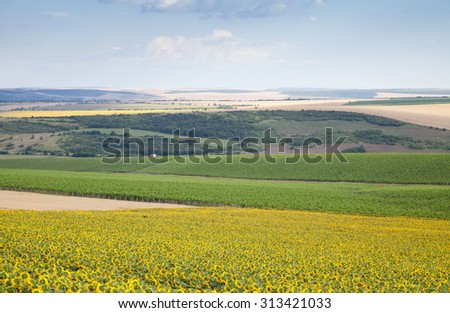 Landscape - agricultural land with sunflowers, vineyards, corn and wheat against the blue sky with white clouds