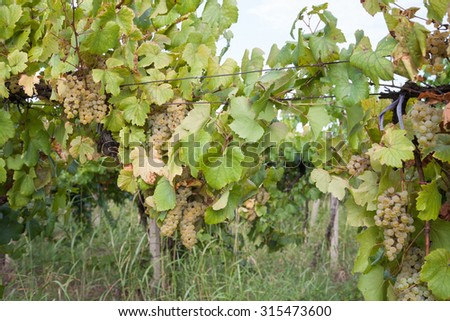 Wine white grape variety with green leaves on the vine. Fresh fruit in a natural environment