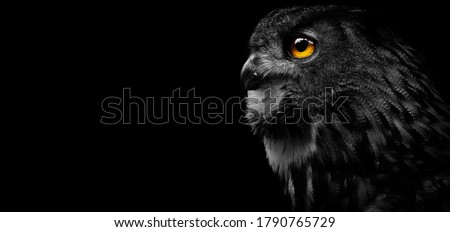 Close-up of a Great Spotted Owl on a black background. Detail bubo bubo. Owl on the black background.