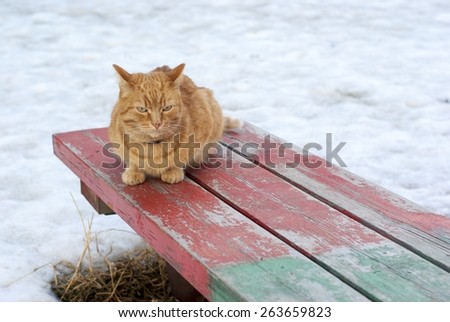 Rufous cat on the old painted wooden bench looking to viewer