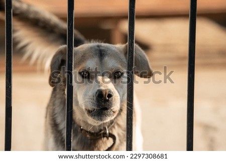 Similar – Image, Stock Photo Behind the fence