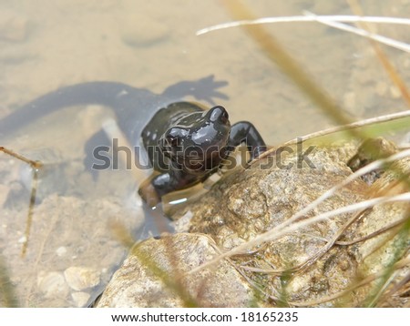 salamander in the water portrait