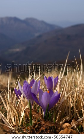 purple flower in mountain landscape