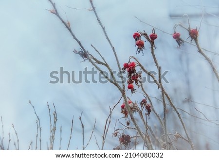Dry winter red berries on a prickly branch. Plants in nature. Thorny branches. The red berries of rose hips. Photo stock © 