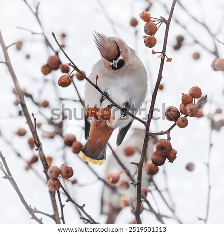 Image, Stock Photo Snow berries on bare branches
