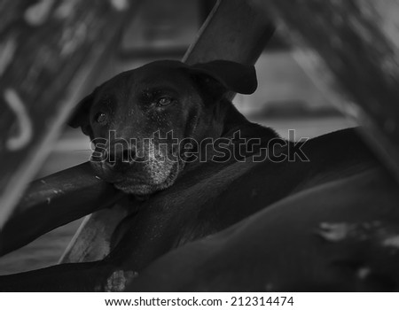 Black dog lying under the table in black and white tone.