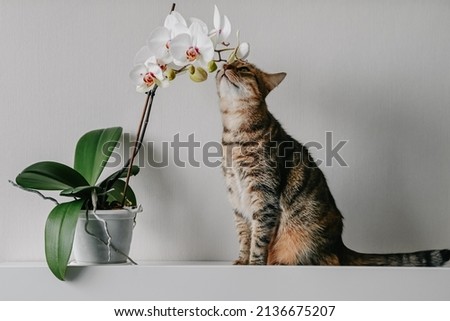 Similar – Image, Stock Photo Cat in a flower meadow