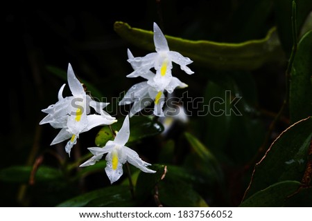 Dendrobium crumenatum, commonly called pigeon orchid, or 木石斛 is an epiphytic orchid in the family Orchidaceae and is native to Asia, Southeast Asia, New Guinea and Christmas Island. 商業照片 © 