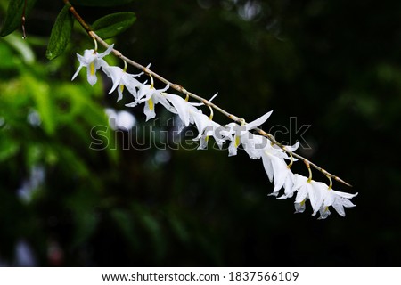 Dendrobium crumenatum, commonly called pigeon orchid, or 木石斛 is an epiphytic orchid in the family Orchidaceae and is native to Asia, Southeast Asia, New Guinea and Christmas Island. It has two rows on 商業照片 © 
