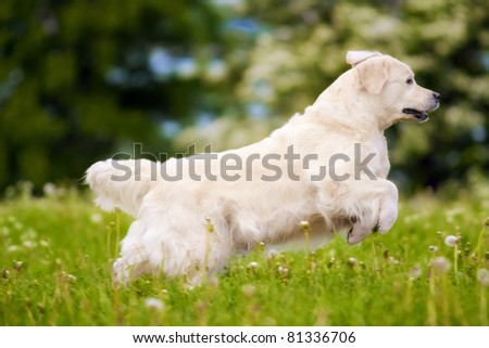 golden retriever dog running, jumping, playing on the grass