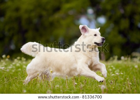 golden retriever dog running, jumping, playing on the grass