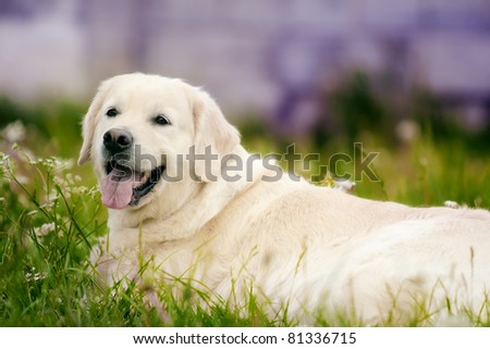 golden retriever dog lying on the grass