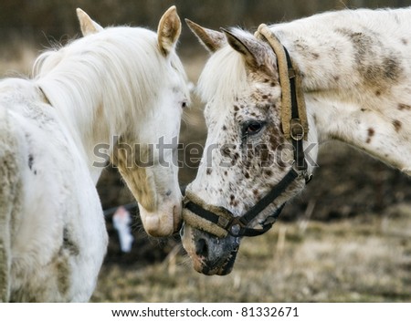 Heads of two white horses