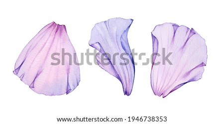 Watercolor rose petals set. Three purple transparent petals. Realistic hand drawn illustration isolated on white for wedding stationery design, valentines day greeting cards. High quality illustration