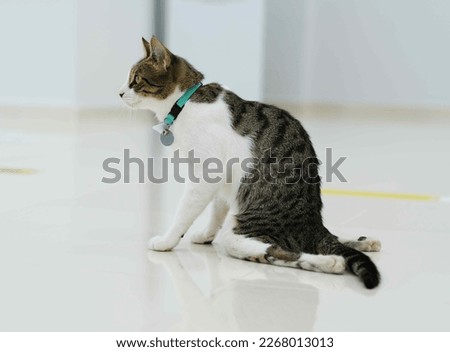 Disabled cat close up. Cat with crippled feet Stok fotoğraf © 