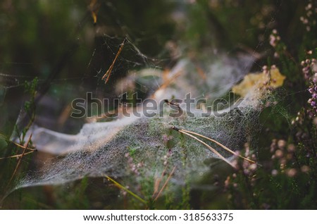 Spider\'s web in the forest.