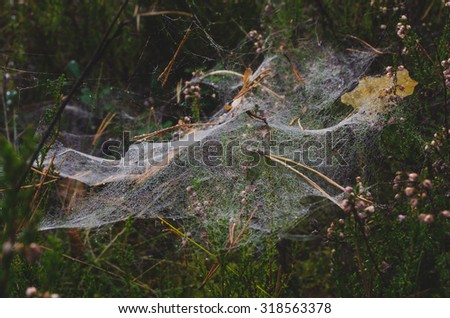 Spider\'s web in the forest.