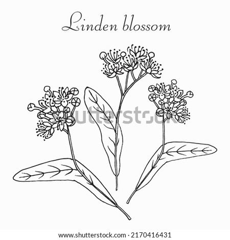 Linden flowers. Vector botanical sketch. Hand drawn black and white illustration. Healing, medicinal,
 cosmetics herb. Herbs for tea.