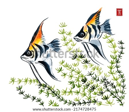 Watercolor and ink illustration of angelfish. Algae and angelfish isolated on white background. Traditional oriental art painting sumi-e, u-sin, go-hua. Contains hieroglyph - wealth.