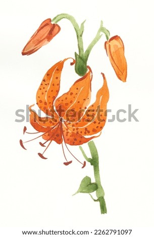 Flowers and buds of a tiger lily watercolor drawing. Tiger lily flowers illustratation isolated on white background. Traditional oriental art painting sumi-e, u-sin. For greeting cards, invitation.