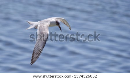 Similar – Image, Stock Photo Flying fish Overview