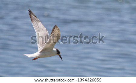 Similar – Image, Stock Photo Flying fish Overview