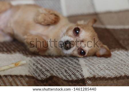 Shutterstock Puzzlepix