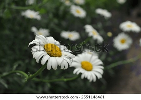 Similar – Image, Stock Photo Various flowers growing in garden