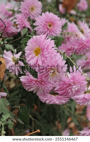 Similar – Image, Stock Photo Various flowers growing in garden