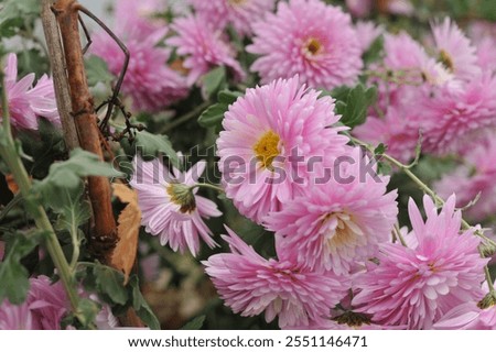 Similar – Image, Stock Photo Various flowers growing in garden