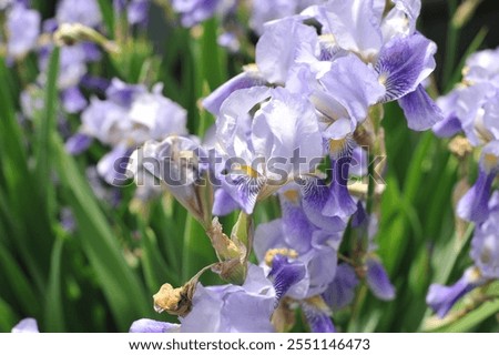 Similar – Image, Stock Photo Various flowers growing in garden