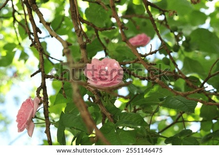 Similar – Image, Stock Photo Various flowers growing in garden