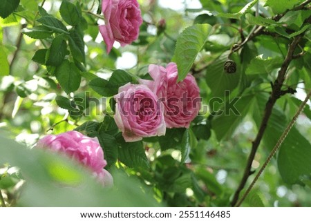 Similar – Image, Stock Photo Various flowers growing in garden