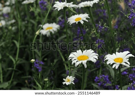 Similar – Image, Stock Photo Various flowers growing in garden