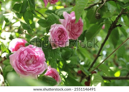 Similar – Image, Stock Photo Various flowers growing in garden