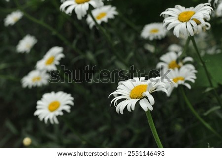 Similar – Image, Stock Photo Various flowers growing in garden