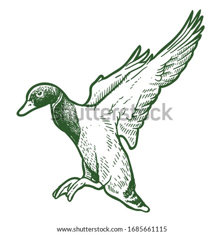 Similar – Image, Stock Photo Mallard on a freshly trimmed pollard willow