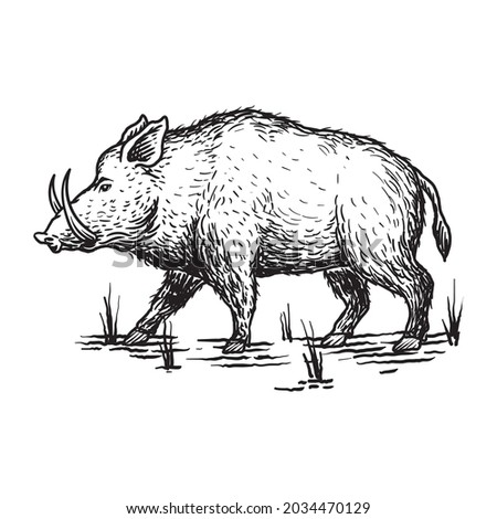 animal wild boar illustration drawing