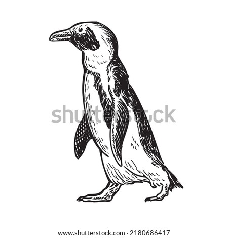 penguin detailed hand drawing illutration