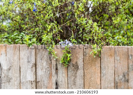green grass and leaf plant over wood fence