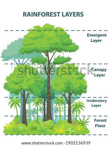 Rainforest layers educational banner or poster. Jungle vertical structure educational scheme. Emergent, canopy, understory and floor levels. Flat vector illustration