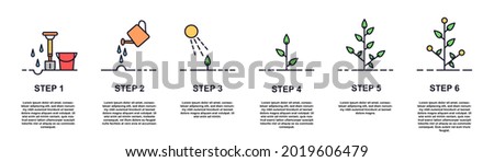 Growing plant stages concept. Seeds, watering step, sprout and flower, grown plant. House or outdor plant. Care for fruit bushes and flowers. Flat line art infographic isolated on white background
