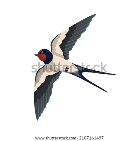 Cute swallow concept. Sticker with beautiful bird soaring in sky with its wings spread. Bottom view. Design element for postcards. Cartoon flat vector illustration isolated on white background