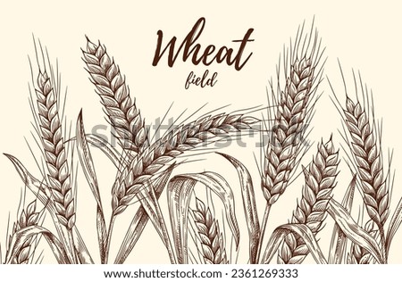 Banner with sketch wheat. Poster with outline plants and grains for bakery and flour making. Harvest, farm and agriculture. Engraving with spikelets and template text. Linear flat vector illustration