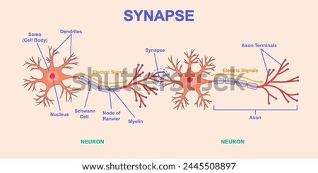 Neural connection diagram. Structure of neuron with axon, dendrites and soma. Transmission of nerve impulse or electrical signal across synapse. Medical infographics. Cartoon flat vector illustration