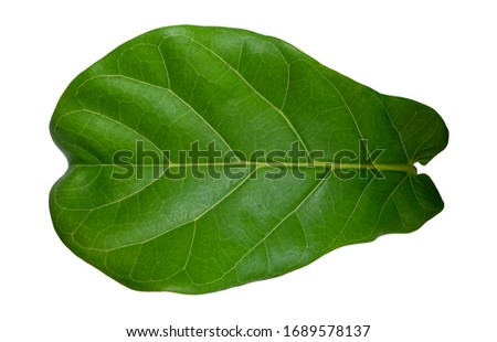 Green leaves isolated on white background. (Ficus Lyrata leaf) Stock fotó © 