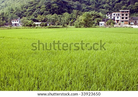 Rice fields in China, Guilin city, Yangshou town - small villages surrounded by green rice fields and hills. Beautiful scenery of Guilin.