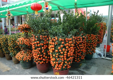 CHINA, SHENZHEN - FEBRUARY 10: Chinese people buying mandarin tree for Chinese New Year on February 10, 2010 in Shenzhen, China.