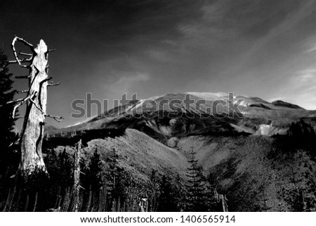 Mt. St. Helens, Washington - Destruction and Regrowth Stock foto © 