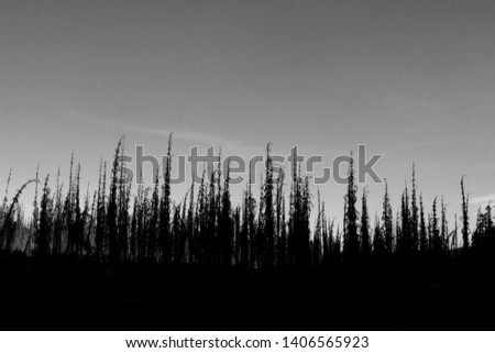 Mt. St. Helens, Washington - Destruction and Regrowth Stock foto © 